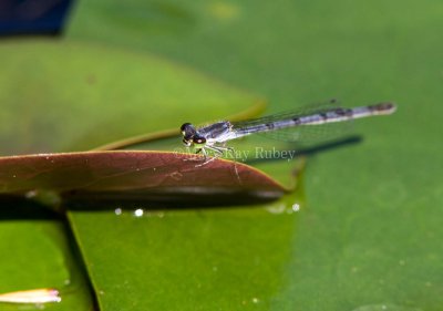 Fragile Forktail female _7MK0007.jpg