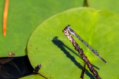 Fragile Forktail female _7MK0043.jpg