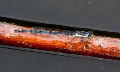 Fragile Forktail female _7MK0154.jpg