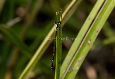 Fragile Forktail male _2MK1793.jpg