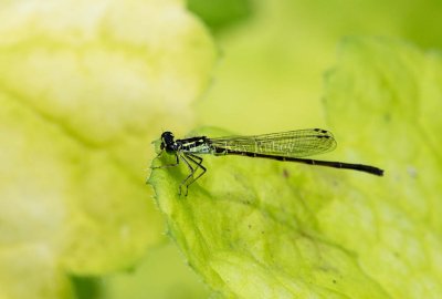 Fragile Forktail male _5MK3193.jpg