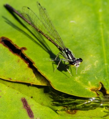 Fragile Forktail male _7MK0045.jpg