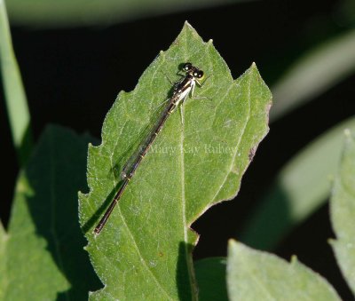 Fragile Forktail male _7MK8011.jpg