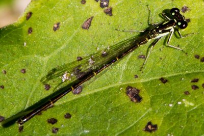 Fragile Forktail male _7MK8027.jpg