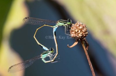 Rambur's Forktail male of mating pair _MKR0106.jpg
