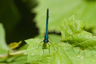 Ebony Jewel-winged _MG_4262.jpg