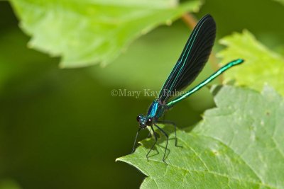 Ebony Jewel-winged _MG_4277.jpg