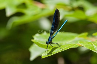 Ebony Jewel-winged _MG_4294.jpg