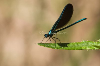 Ebony Jewelwing _H9G4017.jpg