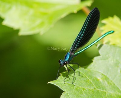 Ebony Jewelwing _MG_4277.jpg