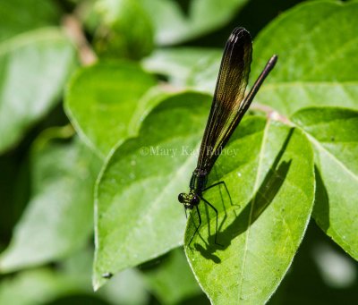 Ebony Jewelwing _MG_6019.jpg