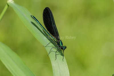 Ebony Jewelwing male _7MK3433.jpg