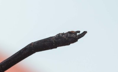 Smoky Rubyspot male caudal appendages _MG_3004.jpg
