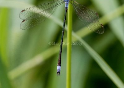 Northern Spreadwing male caudal appendages #2015-01 caudal appendages _2MK8640.jpg