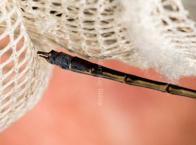 Northern Spreadwing male #2015-08 caudal appendages _2MK0219.jpg