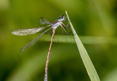 Northern Spreadwing male caudal appendages #2015-09 _2MK0346.jpg