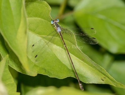 Slender Spreadwing mature