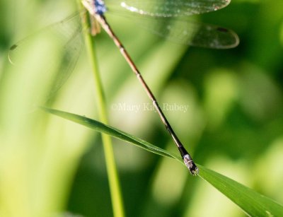 Slender Spreadwing male #2015-07 _MKR5644.jpg