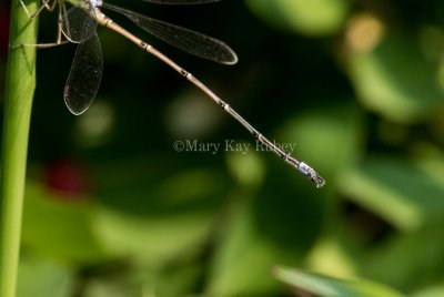 Slender Spreadwing male #2015-08 _2MK9275.jpg