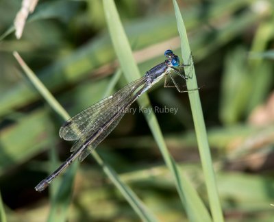 $ Slender Spreadwing female #2015-010 _2MK3306.jpg