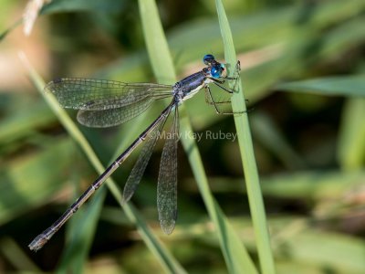 Slender Spreadwing female #2015-010 _2MK3262.jpg