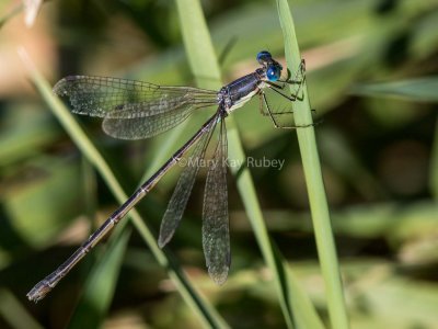 Slender Spreadwing female #2015-010 _2MK3265.jpg