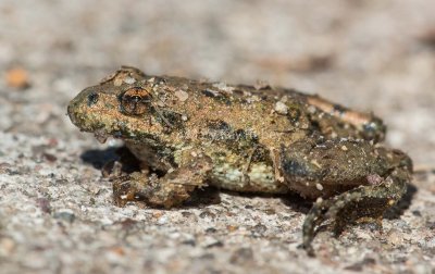 Blanchard's Cricket Frog _MG_3687.jpg