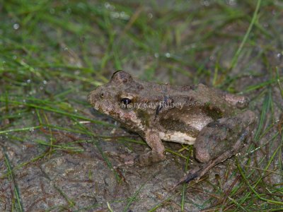 Blanchard's Cricket Frog _MG_8255.jpg