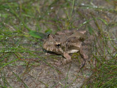 Blanchard's Cricket Frog _MG_8262.jpg