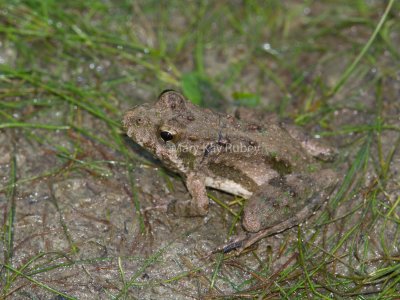 Blanchard's Cricket Frog _MG_8263.jpg
