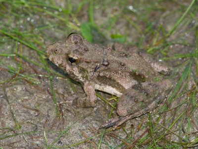 Blanchard's Cricket Frog _MG_8266.jpg