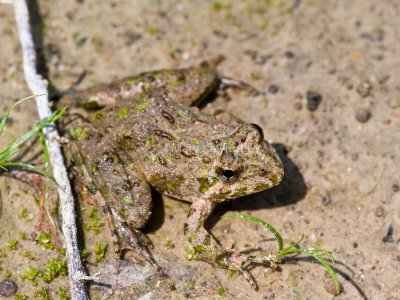 Northern Cricket Frog _MG_3039.jpg