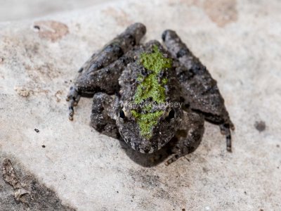 Blanchard's Cricket Frog _2MK0778.jpg