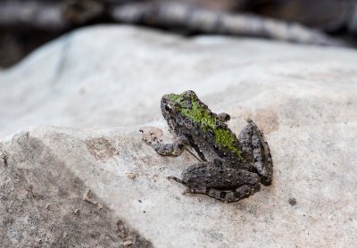 Blanchard's Cricket Frog _2MK0832.jpg