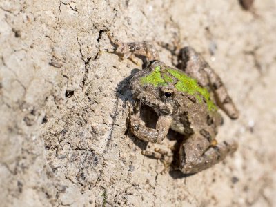 Blanchard's Cricket Frog _2MK0883.jpg