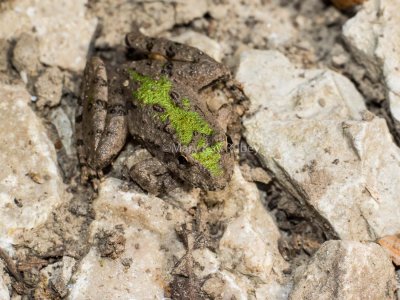 Blanchard's Cricket Frog _2MK0955.jpg