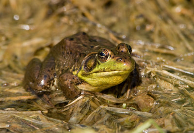 Bullfrog male _I9I5902.jpg