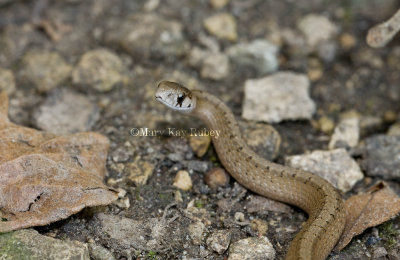 Brown Snake _11R4138.jpg