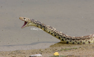 Bull Snake male after mating  _H9G2053.jpg