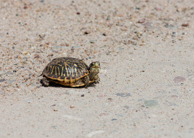 Ornate Box Turtle _11R5971.jpg