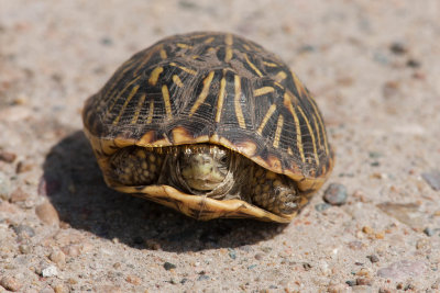 Ornate Box Turtle _11R5988.jpg