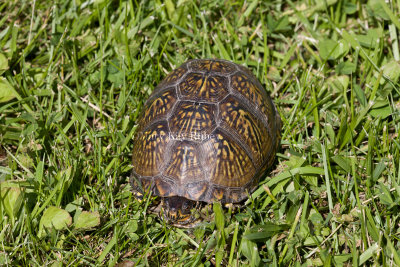 Ornate Box Turtle carapace _11R8898.jpg