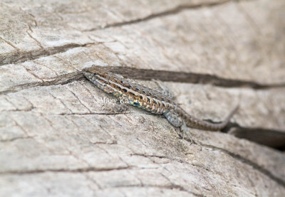 Common Side-blotched Lizard _7MK8254.jpg
