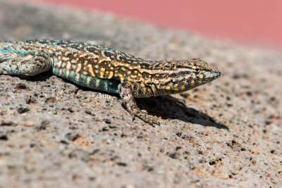 Common Side-blotched Lizard _MG_0283.jpg