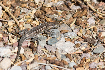 Common Side-blotched Lizard _MG_0360.jpg