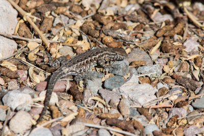 Common Side-blotched Lizard _MG_0368.jpg