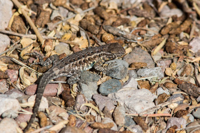 Common Side-blotched Lizard _MG_0374.jpg