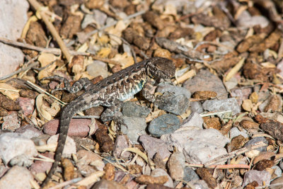 Common Side-blotched Lizard _MG_0378.jpg