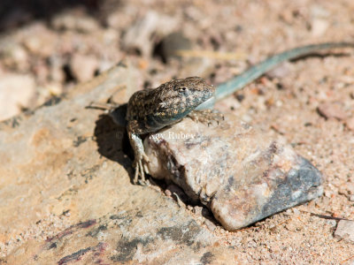 Common Side-blotched Lizard _MG_0401.jpg
