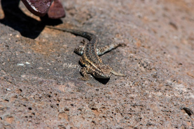 Common Side-blotched Lizard _MG_0497.jpg